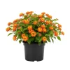 Lantana Live Plant – 4-6 Inch Tall – Bright Orange Blooms – Outdoor Patio & Garden Shrub - Image 1