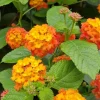 Lantana Live Plant - 4 Inch Pot - Colorful Flowers for Garden & Container - Image 1