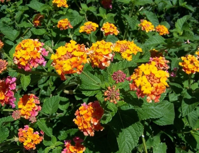 Lantana Miss Huff Live Plant Plugs - Set of 2, 3-5 Inch Tall Starter Plants, Orange & Yellow Blooms, Cold Hardy Perennial Lantana Miss Huff Live Plant Plugs - Set of 2, 3-5 Inch Tall Starter Plants, Orange & Yellow Blooms, Cold Hardy Perennial - Image 2