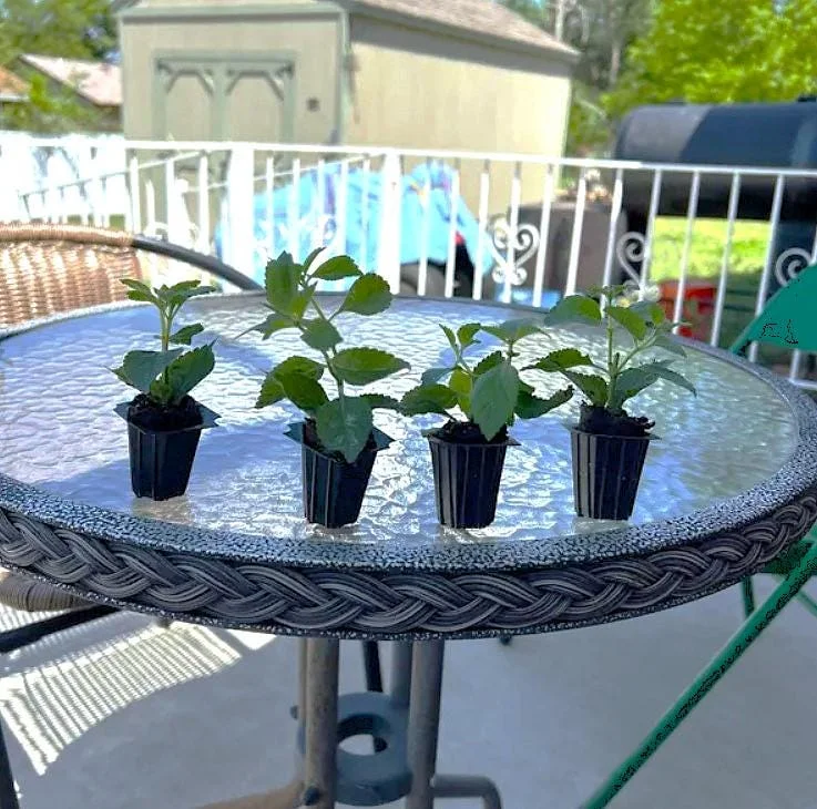 Lantana Miss Huff Live Plant Plugs - Set of 2, 3-5 Inch Tall Starter Plants, Orange & Yellow Blooms, Cold Hardy Perennial Lantana Miss Huff Live Plant Plugs - Set of 2, 3-5 Inch Tall Starter Plants, Orange & Yellow Blooms, Cold Hardy Perennial - Image 4