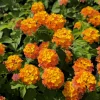 Lantana Miss Huff Live Plant Plugs - Set of 2, 3-5 Inch Tall Starter Plants, Orange & Yellow Blooms, Cold Hardy Perennial - Image 1