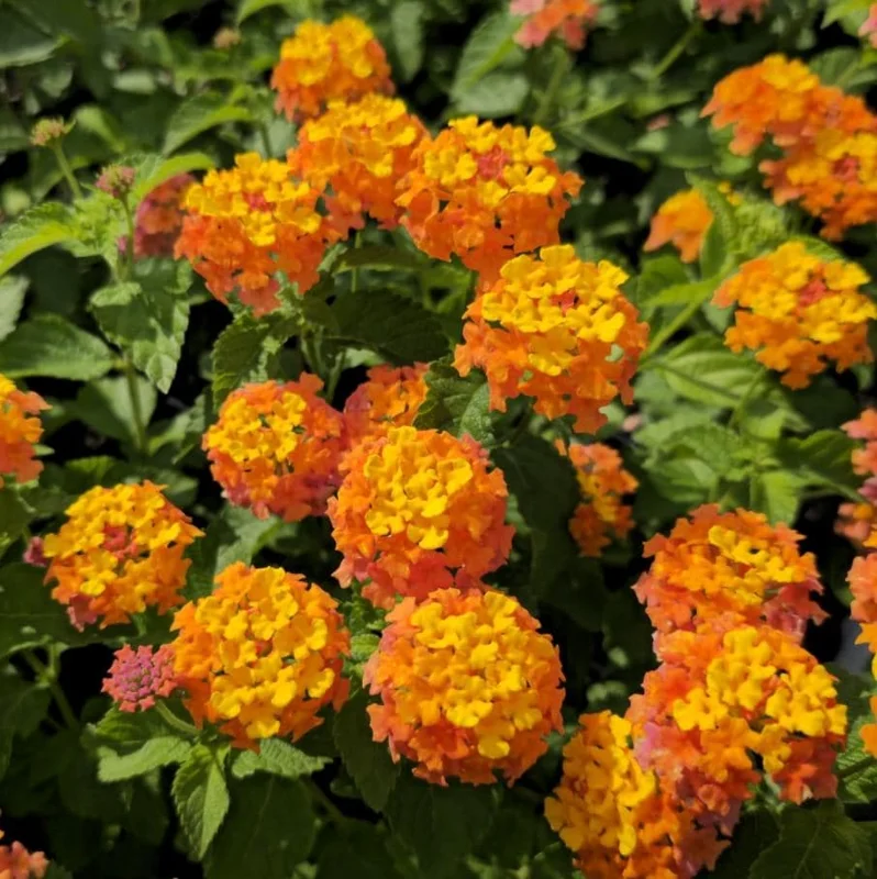 Lantana Miss Huff Live Plant Plugs - Set of 2, 3-5 Inch Tall Starter Plants, Orange & Yellow Blooms, Cold Hardy Perennial Lantana Miss Huff Live Plant Plugs - Set of 2, 3-5 Inch Tall Starter Plants, Orange & Yellow Blooms, Cold Hardy Perennial - Image 1