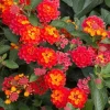 Lantana Salsa Live Plant Set - 2 Bare Root Plants, 4-6" Tall - Flowering Shrub for Outdoors - Image 1