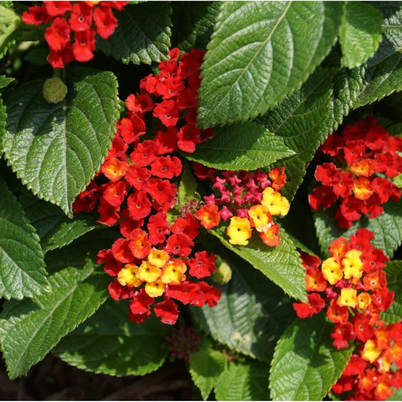 Lantana Salsa Live Starter Plants - 2 Pack, Red & Orange Flowers, 4-6 Inch Tall Lantana Salsa Live Starter Plants - 2 Pack, Red & Orange Flowers, 4-6 Inch Tall - Image 2