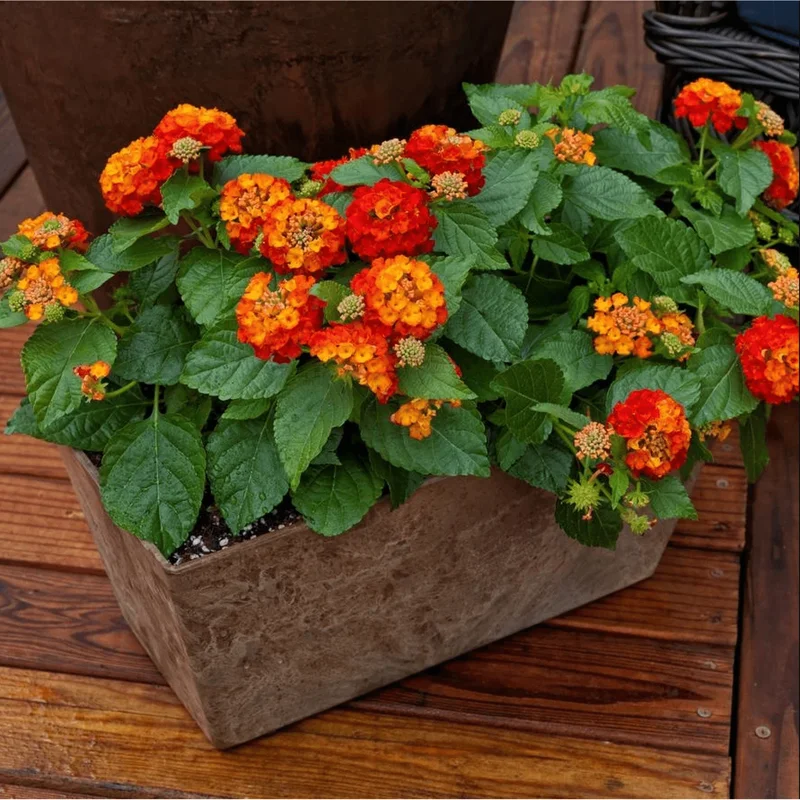 Lantana Salsa Live Starter Plants - 2 Pack, Red & Orange Flowers, 4-6 Inch Tall Lantana Salsa Live Starter Plants - 2 Pack, Red & Orange Flowers, 4-6 Inch Tall - Image 3