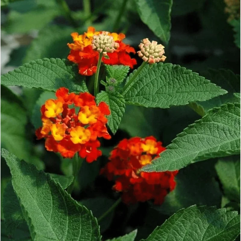 Lantana Salsa Live Starter Plants - 2 Pack, Red & Orange Flowers, 4-6 Inch Tall Lantana Salsa Live Starter Plants - 2 Pack, Red & Orange Flowers, 4-6 Inch Tall - Image 4