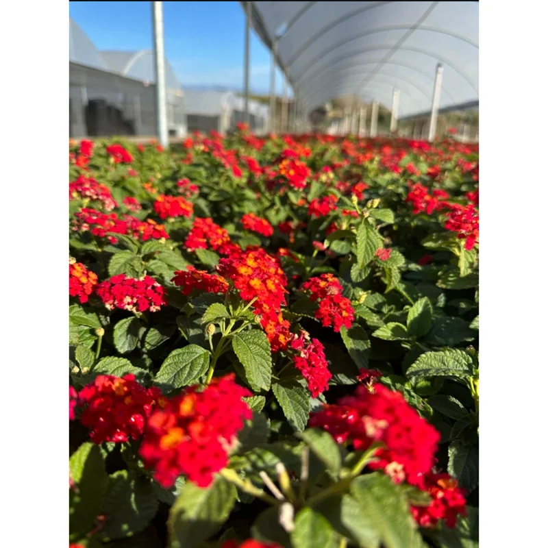 Lantana Salsa Live Starter Plants - 2 Pack, Red & Orange Flowers, 4-6 Inch Tall Lantana Salsa Live Starter Plants - 2 Pack, Red & Orange Flowers, 4-6 Inch Tall - Image 5