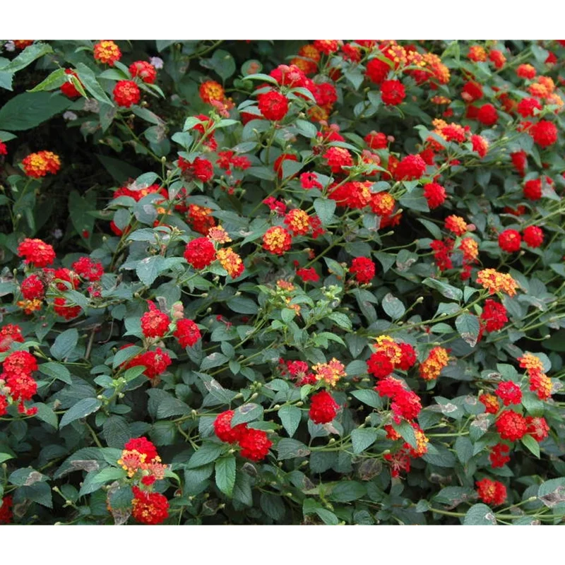 Lantana Salsa Live Starter Plants - 2 Pack, Red & Orange Flowers, 4-6 Inch Tall Lantana Salsa Live Starter Plants - 2 Pack, Red & Orange Flowers, 4-6 Inch Tall - Image 6