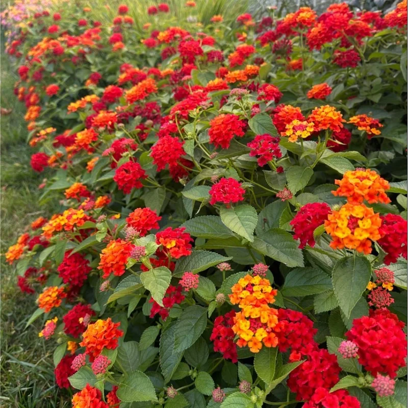 Lantana Salsa Live Starter Plants - 2 Pack, Red & Orange Flowers, 4-6 Inch Tall Lantana Salsa Live Starter Plants - 2 Pack, Red & Orange Flowers, 4-6 Inch Tall - Image 7