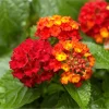 Lantana Salsa Live Starter Plants - 2 Pack, Red & Orange Flowers, 4-6 Inch Tall - Image 1