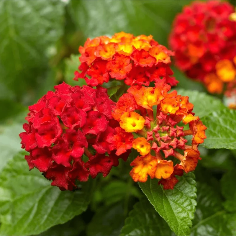 Lantana Salsa Live Starter Plants - 2 Pack, Red & Orange Flowers, 4-6 Inch Tall Lantana Salsa Live Starter Plants - 2 Pack, Red & Orange Flowers, 4-6 Inch Tall - Image 1