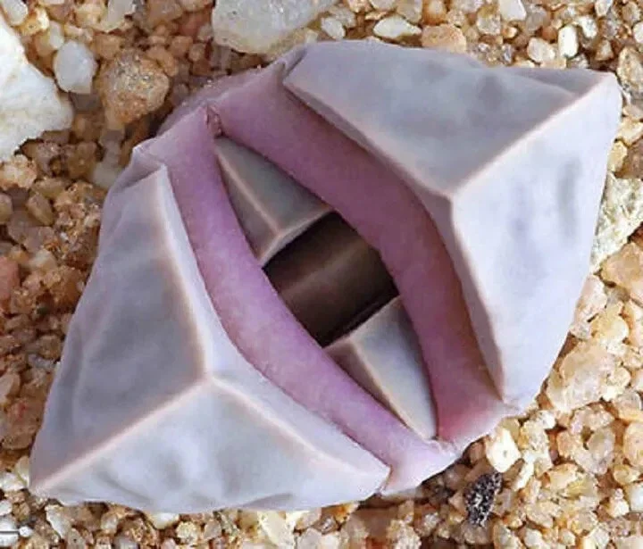 Lapidaria Margaretae Seeds - Rare Living Stone Mesembs Cactus, 30 Seeds Lapidaria Margaretae Seeds - Rare Living Stone Mesembs Cactus, 30 Seeds - Image 1