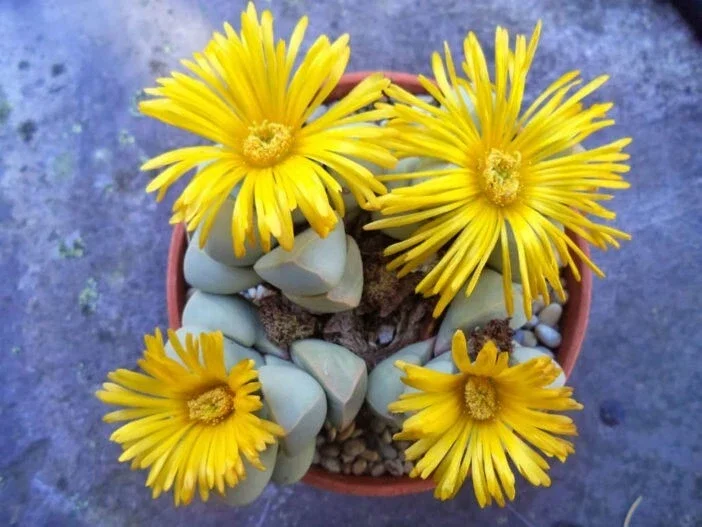 Lapidaria Margaretae Seeds - Rare Living Stone Mesembs Cactus, 30 Seeds Lapidaria Margaretae Seeds - Rare Living Stone Mesembs Cactus, 30 Seeds - Image 2
