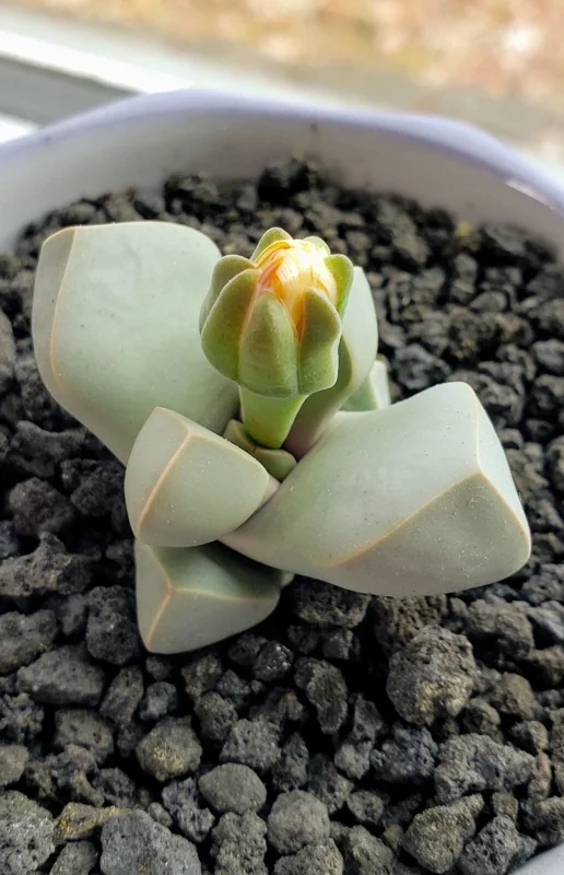 Lapidaria Margaretae Seeds - Rare Living Stone Mesembs Cactus, 30 Seeds Lapidaria Margaretae Seeds - Rare Living Stone Mesembs Cactus, 30 Seeds - Image 3