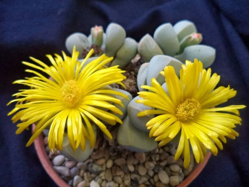 Lapidaria Margaretae Seeds - Rare Living Stone Mesembs Cactus, 30 Seeds Lapidaria Margaretae Seeds - Rare Living Stone Mesembs Cactus, 30 Seeds - Image 4