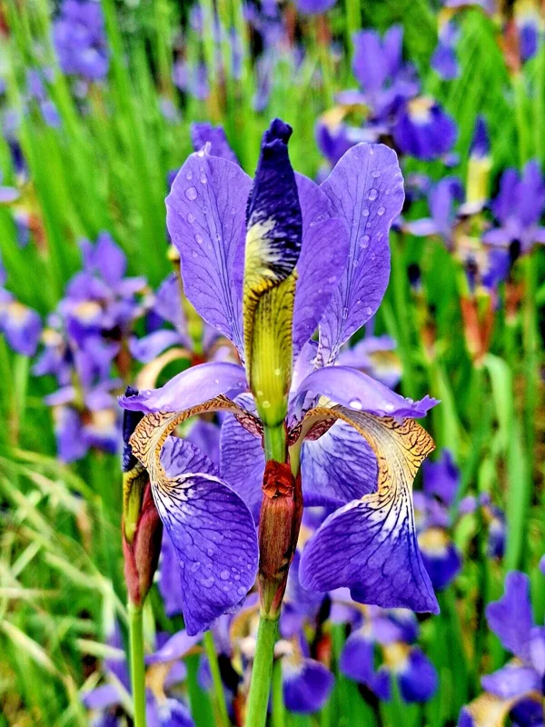 Lavender-Blue Siberian Iris Seeds - 100 Iris Sibirica Flower Seeds Outdoor - Image 2