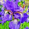 Lavender-Blue Siberian Iris Seeds - 100 Iris Sibirica Flower Seeds Outdoor - Image 1