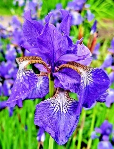 Lavender-Blue Siberian Iris Seeds - 100 Iris Sibirica Flower Seeds Outdoor - Image 1