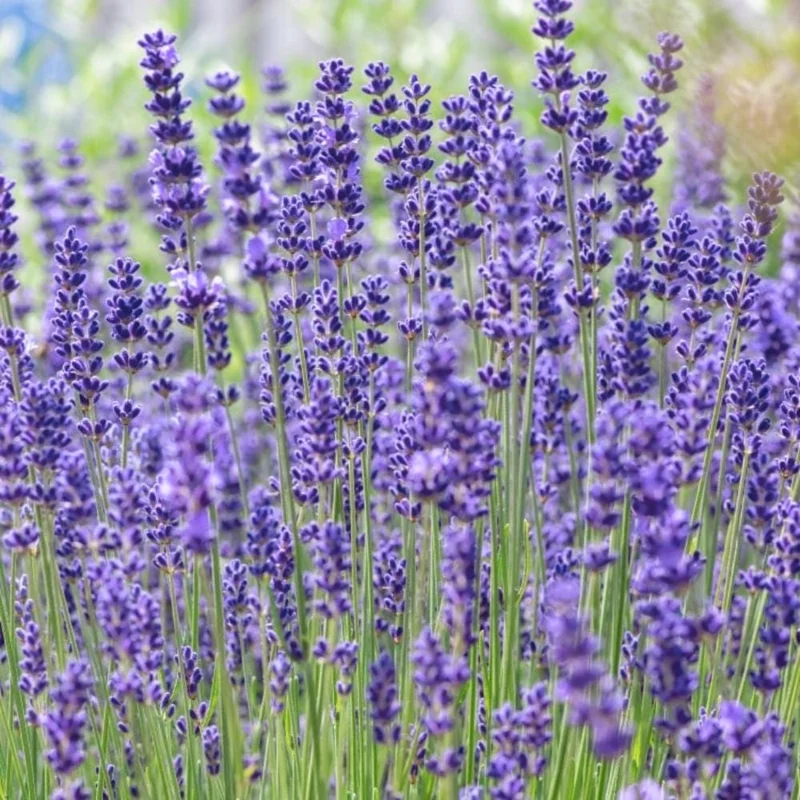 Lavender Live Plant 2-Pack, 4-6 Inch Starter Plants, Fragrant Herb for Indoor/Outdoor Garden - Image 2