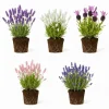 Lavender Live Plant 2-Pack, 4-6 Inch Starter Plants, Fragrant Herb for Indoor/Outdoor Garden - Image 1
