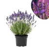 Lavender Live Plant, Fragrant Purple Blooms, 4-7 inches Tall in 4 inch Pot Lavender Live Plant, Fragrant Purple Blooms, 4-7 inches Tall in 4 inch Pot - Image 1