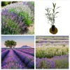 Lavender Live Starter Plants - 2 Pack, 4-6 Inch Tall Lavandula Perennial Lavender Live Starter Plants - 2 Pack, 4-6 Inch Tall Lavandula Perennial - Image 1