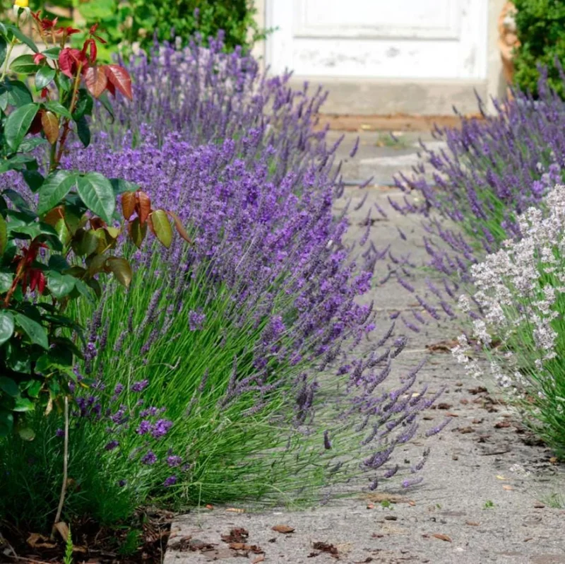 Lavender Provence Live Plant – 5-inch Tall, 3.5-inch Pot – Fragrant Herb - Image 2