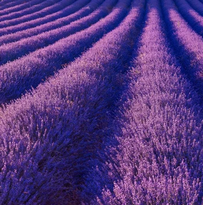 Lavender Provence Live Plant – 5-inch Tall – 4-inch Pot – Fragrant Outdoor Herb - Image 2