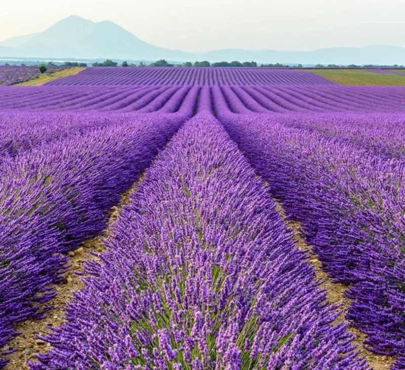 Lavender Provence Live Plant – 5-inch Tall – 4-inch Pot – Fragrant Outdoor Herb - Image 1