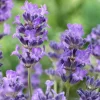 Lavender Provence Live Plant Plug - 3-6 Inch Tall - Fragrant Purple Flowers, Outdoor Herb - Image 1