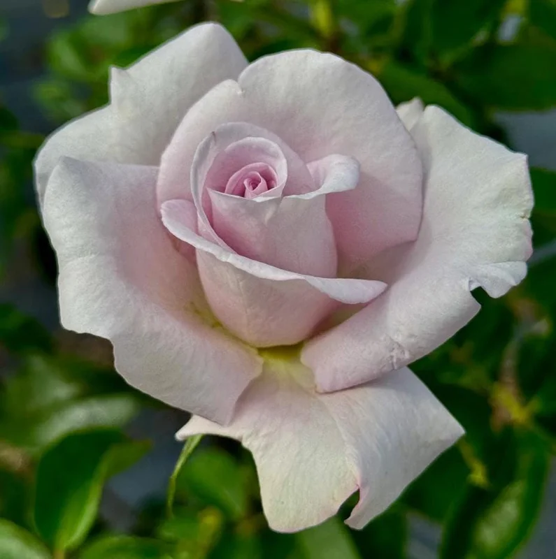 Lavender Rose Plant Live – 5-9 Inch Tall Rose Bush Starter – Fragrant Purple Flowers – Outdoor Garden Lavender Rose Plant Live – 5-9 Inch Tall Rose Bush Starter – Fragrant Purple Flowers – Outdoor Garden - Image 10