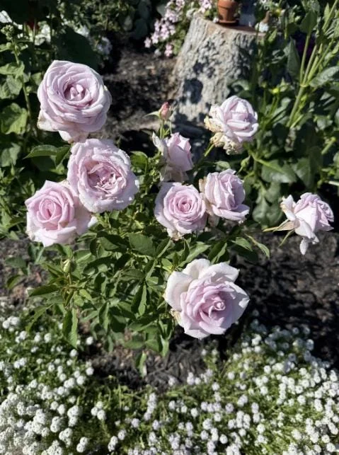 Lavender Rose Plant Live – 5-9 Inch Tall Rose Bush Starter – Fragrant Purple Flowers – Outdoor Garden Lavender Rose Plant Live – 5-9 Inch Tall Rose Bush Starter – Fragrant Purple Flowers – Outdoor Garden - Image 2