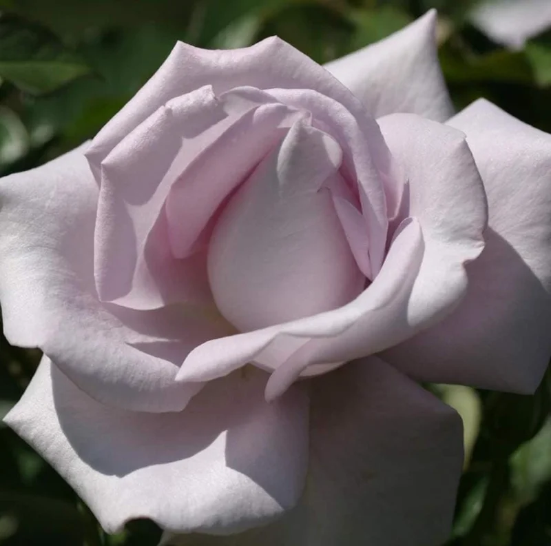 Lavender Rose Plant Live – 5-9 Inch Tall Rose Bush Starter – Fragrant Purple Flowers – Outdoor Garden Lavender Rose Plant Live – 5-9 Inch Tall Rose Bush Starter – Fragrant Purple Flowers – Outdoor Garden - Image 3