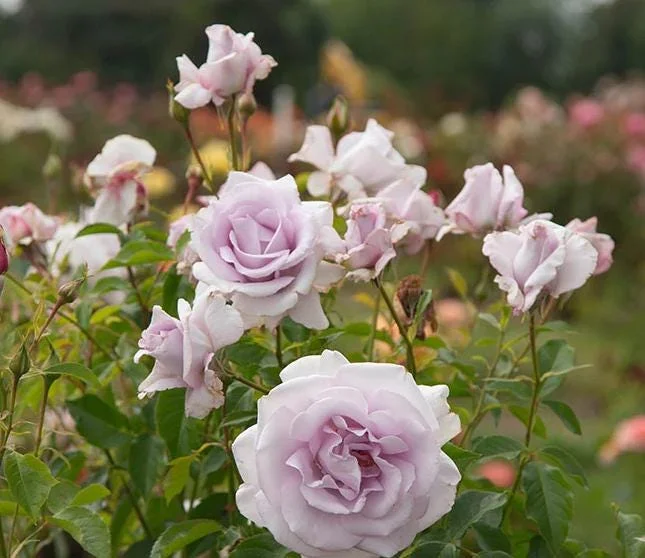 Lavender Rose Plant Live – 5-9 Inch Tall Rose Bush Starter – Fragrant Purple Flowers – Outdoor Garden Lavender Rose Plant Live – 5-9 Inch Tall Rose Bush Starter – Fragrant Purple Flowers – Outdoor Garden - Image 4