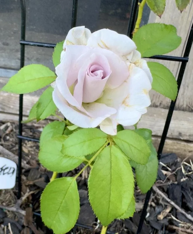 Lavender Rose Plant Live – 5-9 Inch Tall Rose Bush Starter – Fragrant Purple Flowers – Outdoor Garden Lavender Rose Plant Live – 5-9 Inch Tall Rose Bush Starter – Fragrant Purple Flowers – Outdoor Garden - Image 5