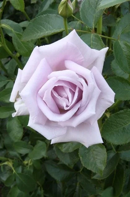 Lavender Rose Plant Live – 5-9 Inch Tall Rose Bush Starter – Fragrant Purple Flowers – Outdoor Garden Lavender Rose Plant Live – 5-9 Inch Tall Rose Bush Starter – Fragrant Purple Flowers – Outdoor Garden - Image 6