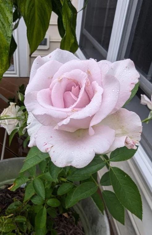 Lavender Rose Plant Live – 5-9 Inch Tall Rose Bush Starter – Fragrant Purple Flowers – Outdoor Garden Lavender Rose Plant Live – 5-9 Inch Tall Rose Bush Starter – Fragrant Purple Flowers – Outdoor Garden - Image 7