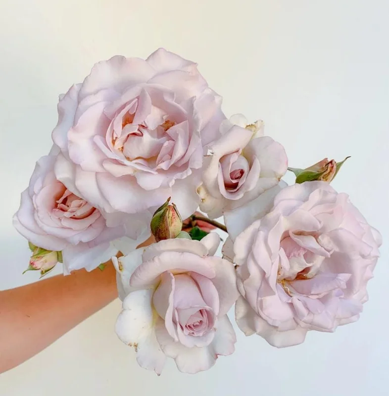 Lavender Rose Plant Live – 5-9 Inch Tall Rose Bush Starter – Fragrant Purple Flowers – Outdoor Garden Lavender Rose Plant Live – 5-9 Inch Tall Rose Bush Starter – Fragrant Purple Flowers – Outdoor Garden - Image 8