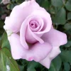 Lavender Rose Plant Live – 5-9 Inch Tall Rose Bush Starter – Fragrant Purple Flowers – Outdoor Garden Lavender Rose Plant Live – 5-9 Inch Tall Rose Bush Starter – Fragrant Purple Flowers – Outdoor Garden - Image 1