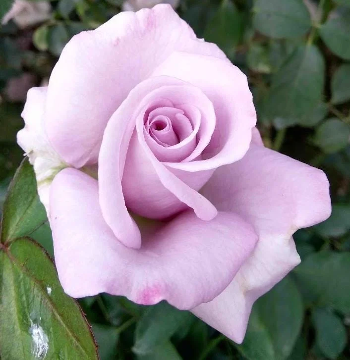 Lavender Rose Plant Live – 5-9 Inch Tall Rose Bush Starter – Fragrant Purple Flowers – Outdoor Garden Lavender Rose Plant Live – 5-9 Inch Tall Rose Bush Starter – Fragrant Purple Flowers – Outdoor Garden - Image 1
