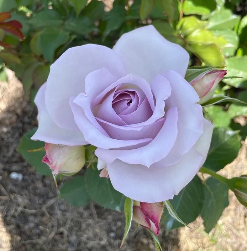 Lavender Rose Plant Live – 5-9 Inch Tall Rose Bush Starter – Fragrant Purple Flowers – Outdoor Garden Lavender Rose Plant Live – 5-9 Inch Tall Rose Bush Starter – Fragrant Purple Flowers – Outdoor Garden - Image 9
