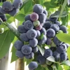 Legacy Blueberry Live Plant - 4-8" Tall Vaccinium corymbosum - Fruit Shrub - Image 1