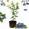 Legacy Blueberry Live Plant - Hardy Bush, 4-8 Inch Tall, Outdoor - Image 1