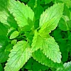 Lemon Balm Citronella Perennial Seeds - 1500 Count, Non-GMO Herb Seeds for Mosquito Repellent & Culinary Use, Outdoor Lemon Balm Citronella Perennial Seeds - 1500 Count, Non-GMO Herb Seeds for Mosquito Repellent & Culinary Use, Outdoor - Image 1