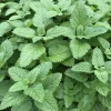 Lemon Balm Live Plant - 3-6 Inch Tall Fragrant Perennial Herb - Melissa Officinalis - Image 1