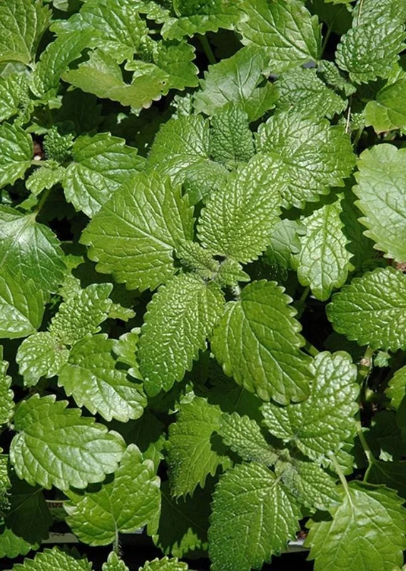 Lemon Balm Live Plant – 3.5-inch Pot, Fragrant Culinary Herb for Gardens - Image 2
