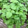 Lemon Balm Live Plant – 3.5-inch Pot, Fragrant Culinary Herb for Gardens - Image 1