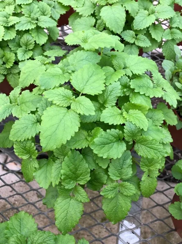 Lemon Balm Live Plant – 3.5-inch Pot, Fragrant Culinary Herb for Gardens - Image 1