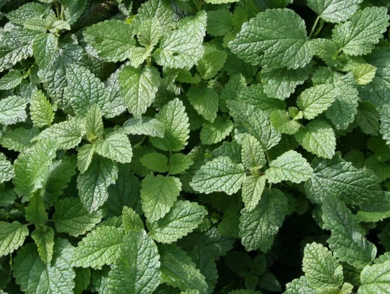 Lemon Balm Live Plant – 4-inch Pot – Fragrant Culinary Herb for Gardens - Image 2