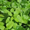 Lemon Balm Live Plant – 4-inch Pot – Fragrant Culinary Herb for Gardens - Image 1